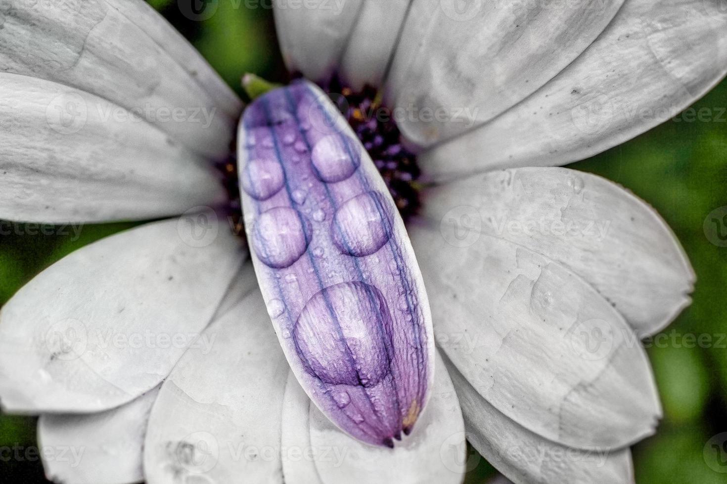 druppels op bloem foto