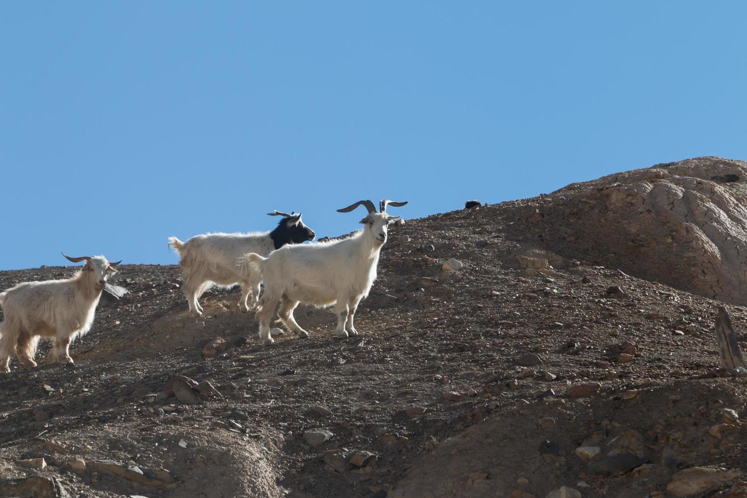 geiten op de rots bij maanland lamayuru ladakh, india foto