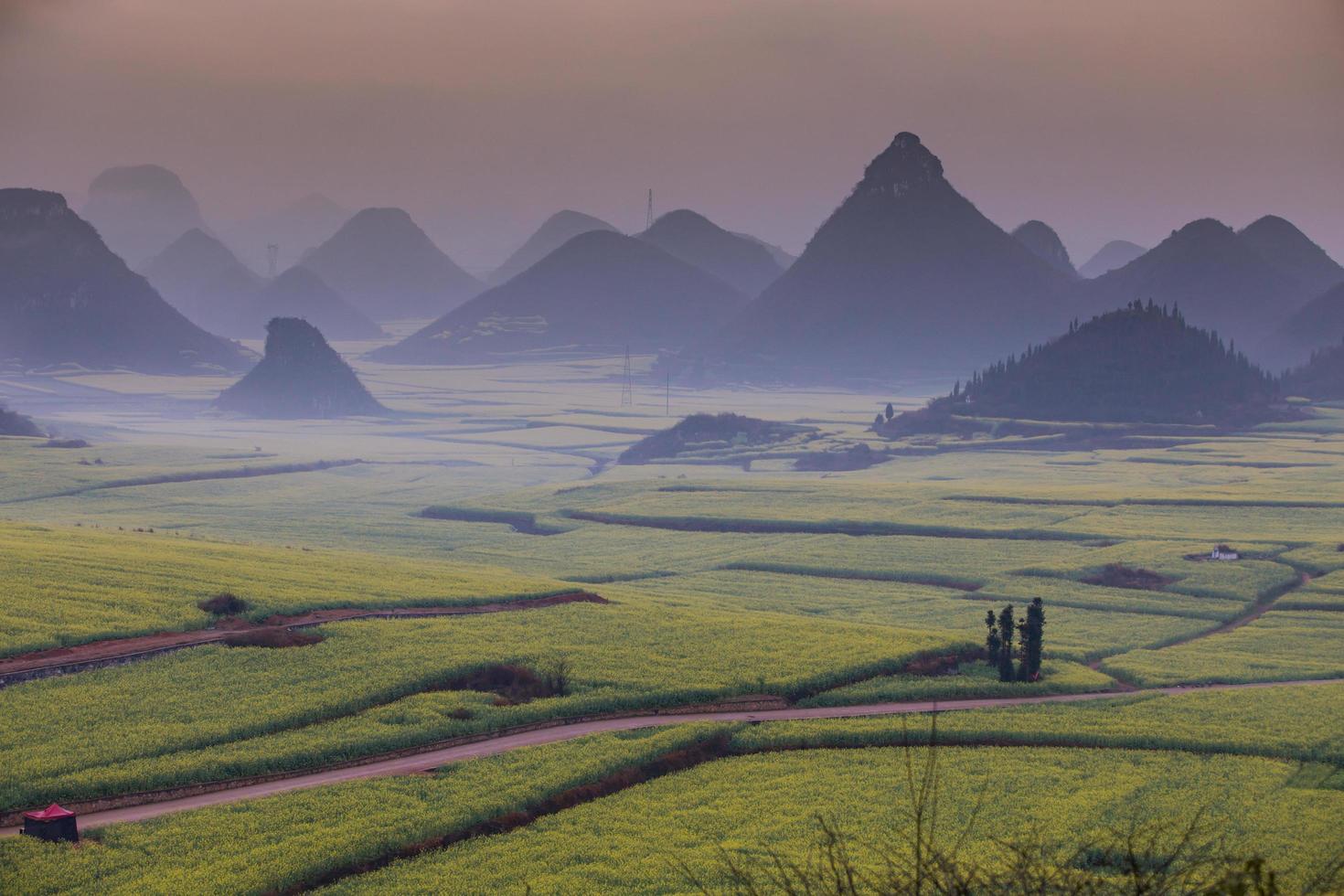 geel koolzaadbloemveld met de mist in luoping, china foto