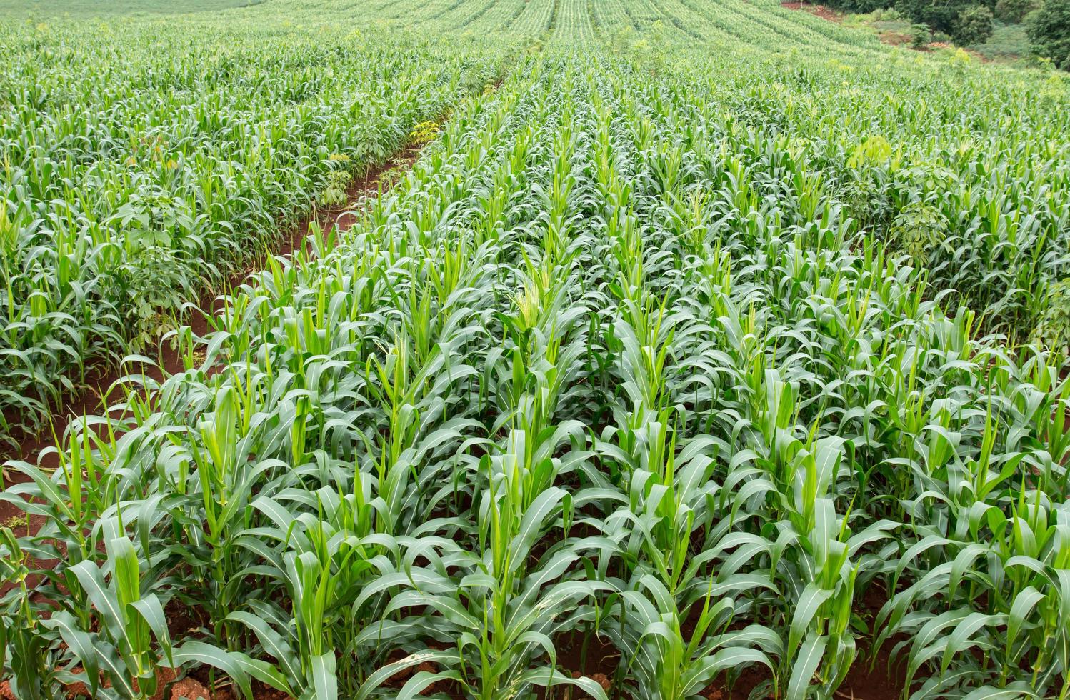 groen veld van maïs dat opgroeit foto