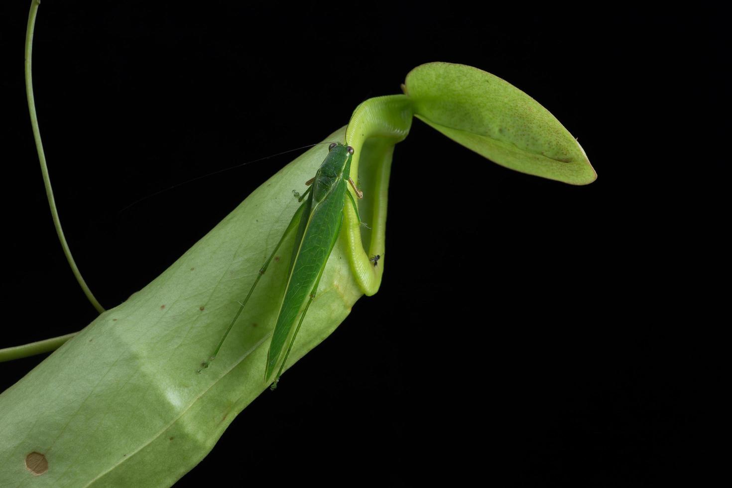 apenbekers - nepenthes sp. foto