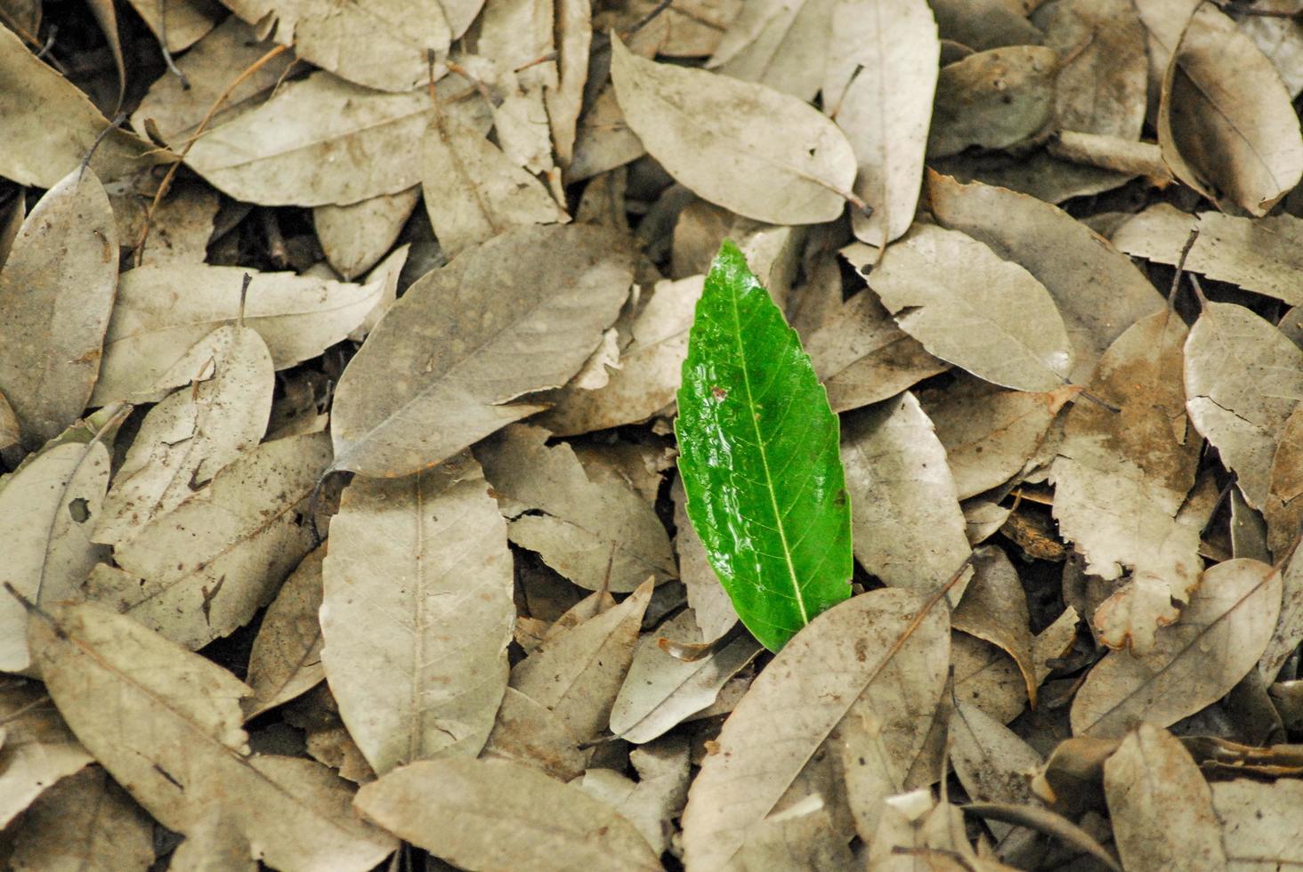 groen blad over droge bladeren foto