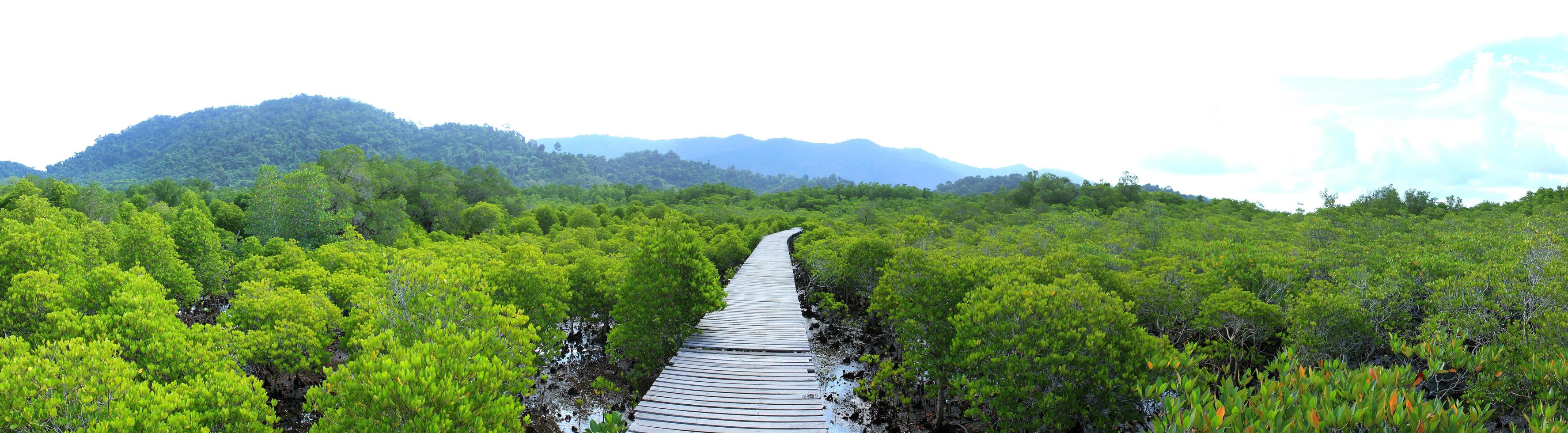 Koh Chang in Thailand - het panorama van het mangrovelandschap. foto