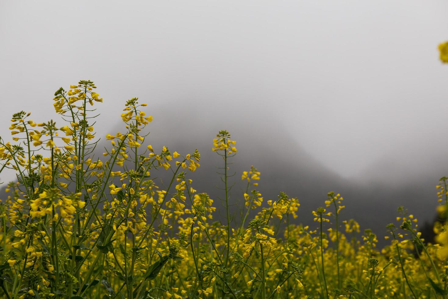 geel koolzaadbloemveld met de mist in luoping, china foto