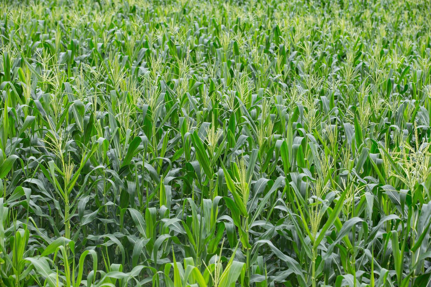 groen veld van maïs dat opgroeit foto