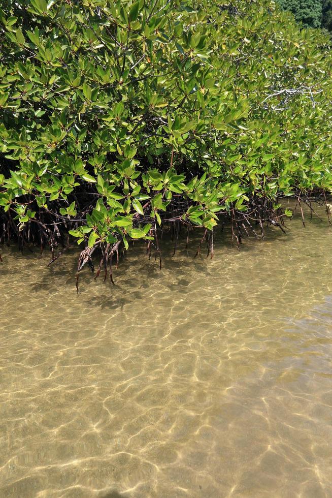 mangrovebos in de tropische plaats foto