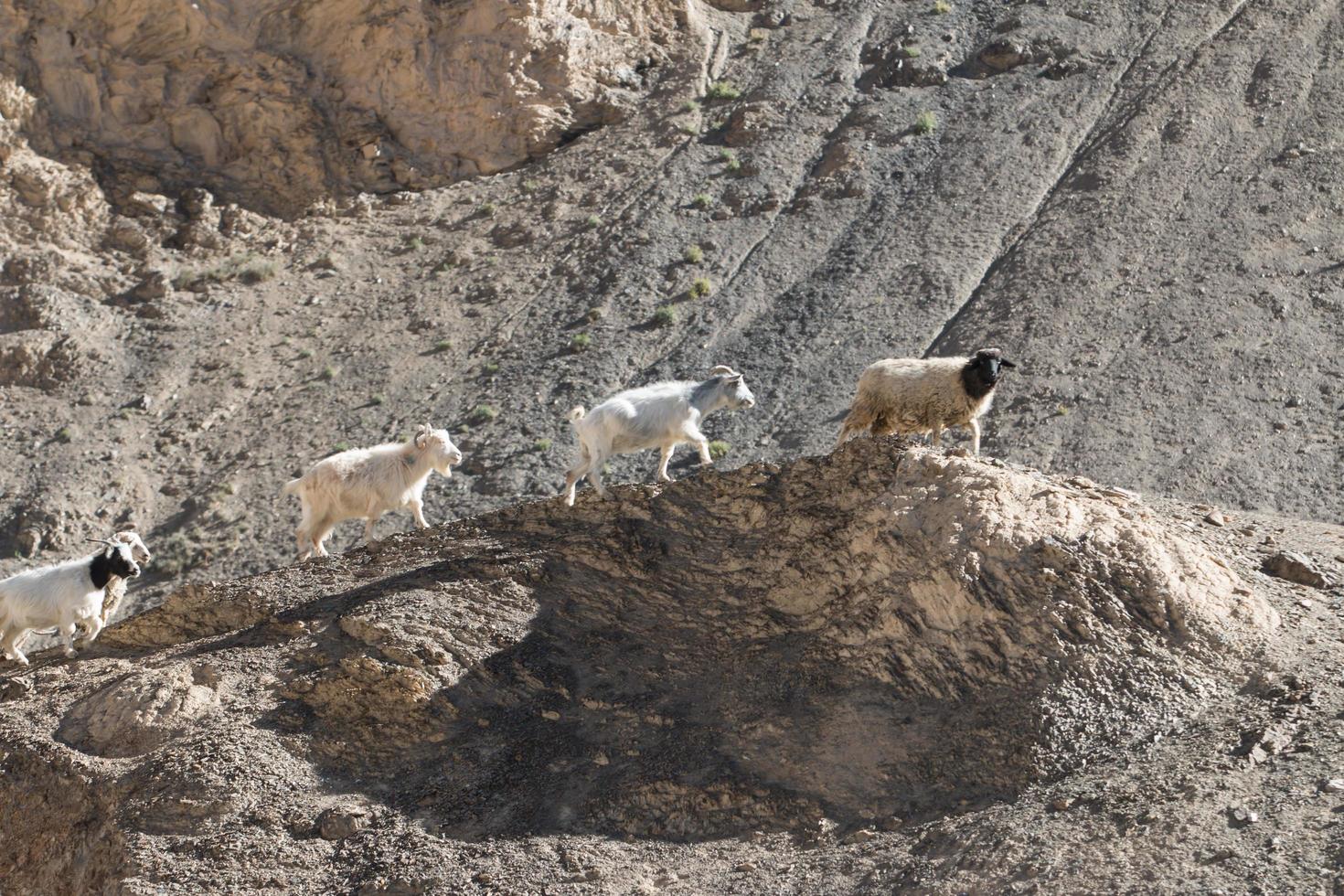 geiten op de rots bij maanland lamayuru ladakh, india foto