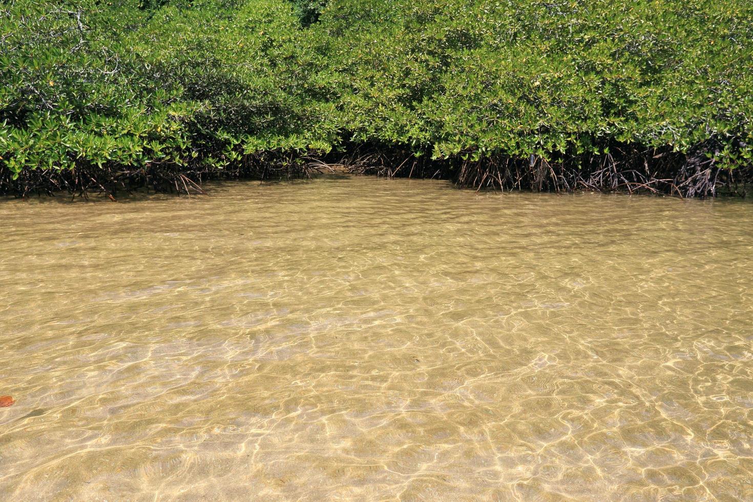 mangrovebos in de tropische plaats foto