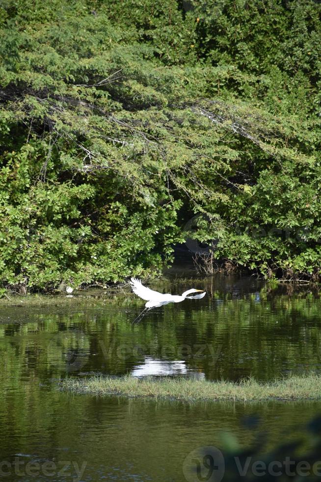 grote witte reiger zweeft over een ondiepe vijver foto