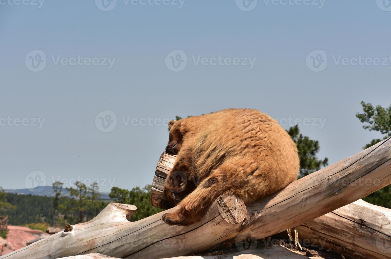 hete ruige pluizige zwarte beer die in de zon rust foto