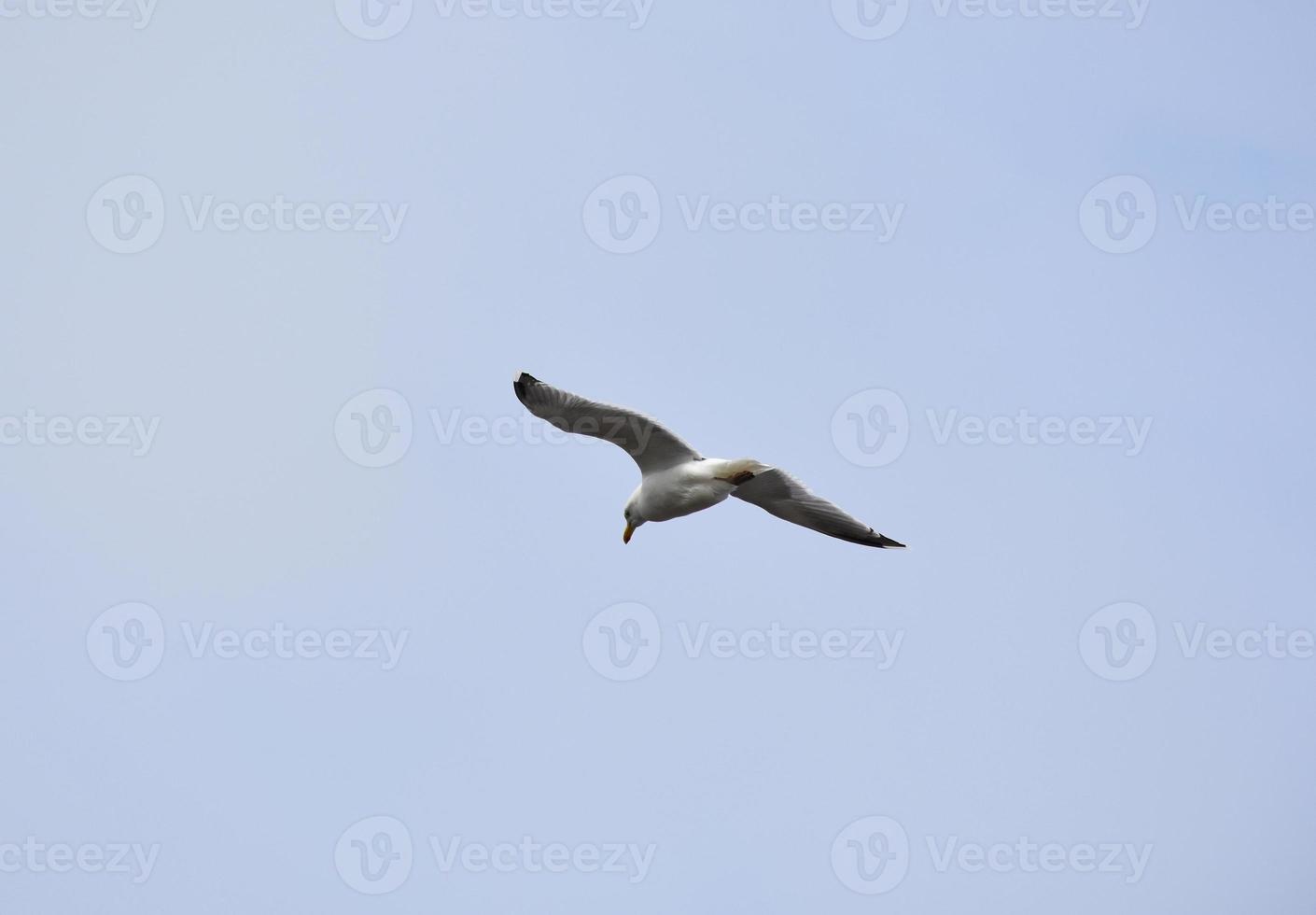 zeemeeuwvogel met zijn vleugels uitgestrekt tijdens de vlucht foto