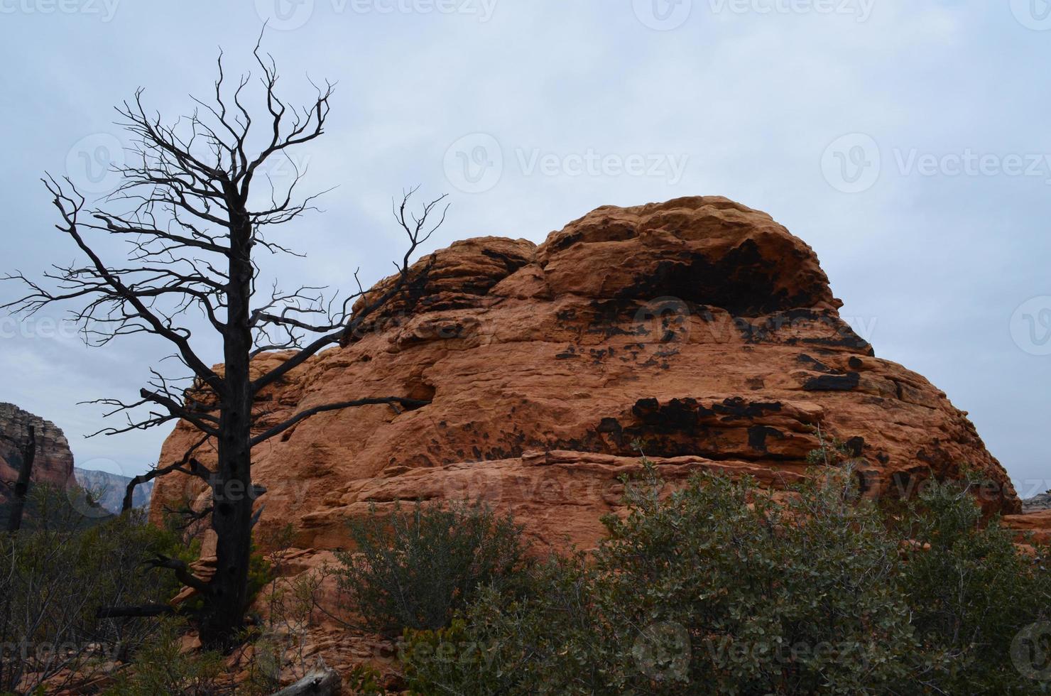 dode boom voor een klokvormige rode rots foto