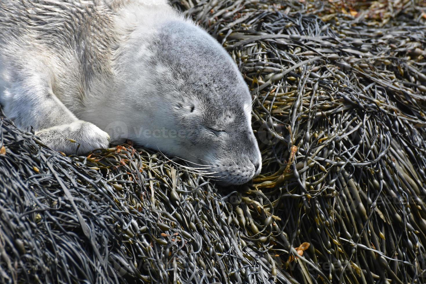 schattig lief gezichtje van een baby-zeehond in Maine foto