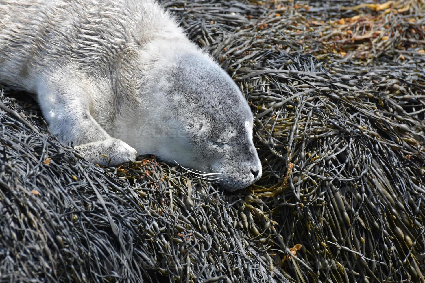 schattig zeehondenpup gezicht slapen op zeewier in Maine foto