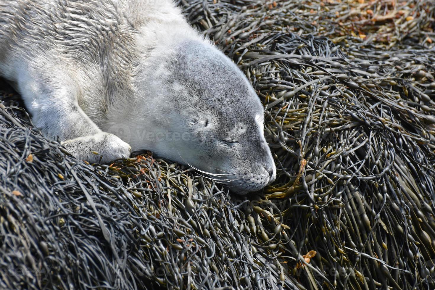 heel lieve grijze baby zeehond op zeewier foto