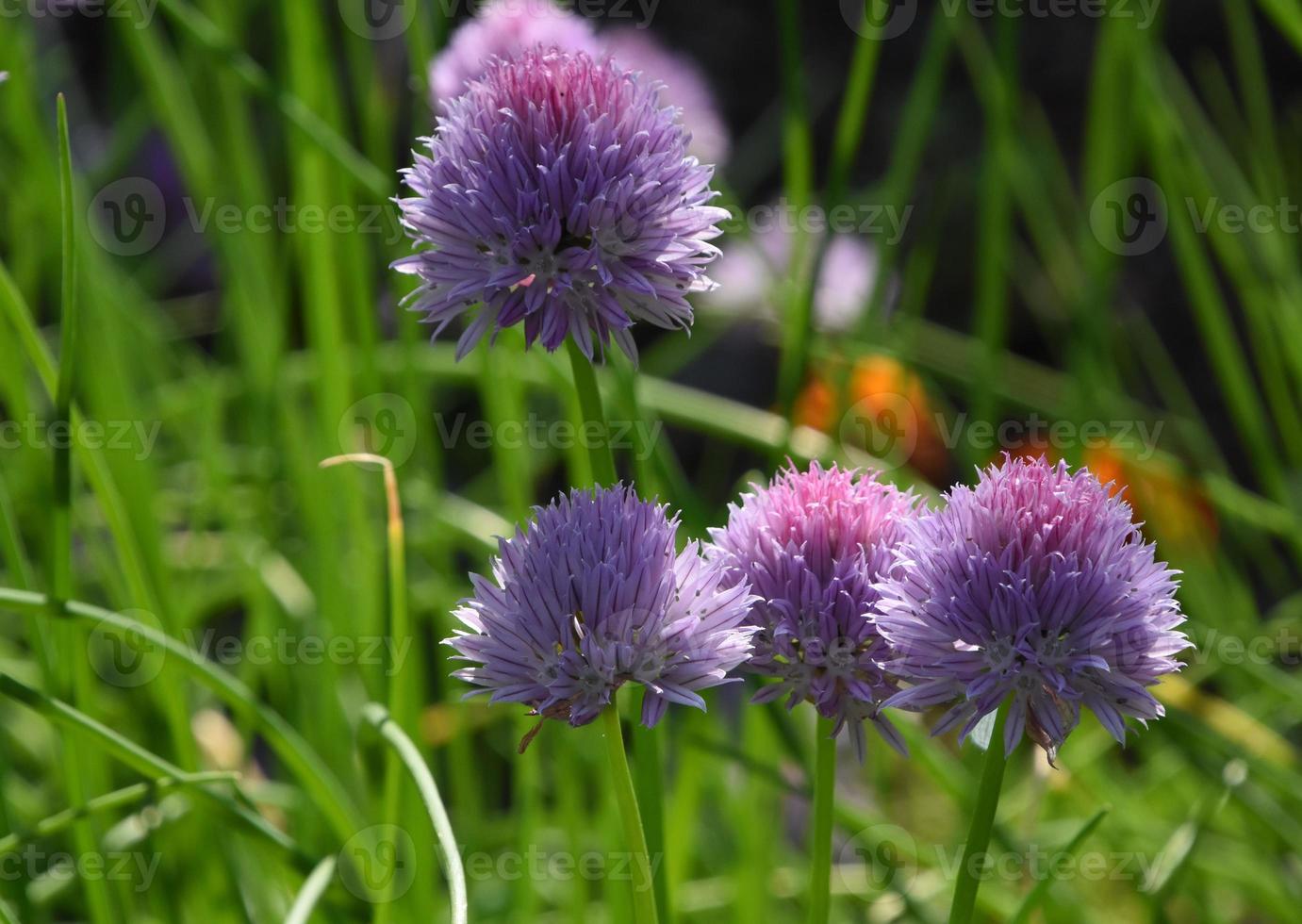 mooie roze en lavendelbloeiende bieslook in een tuin foto