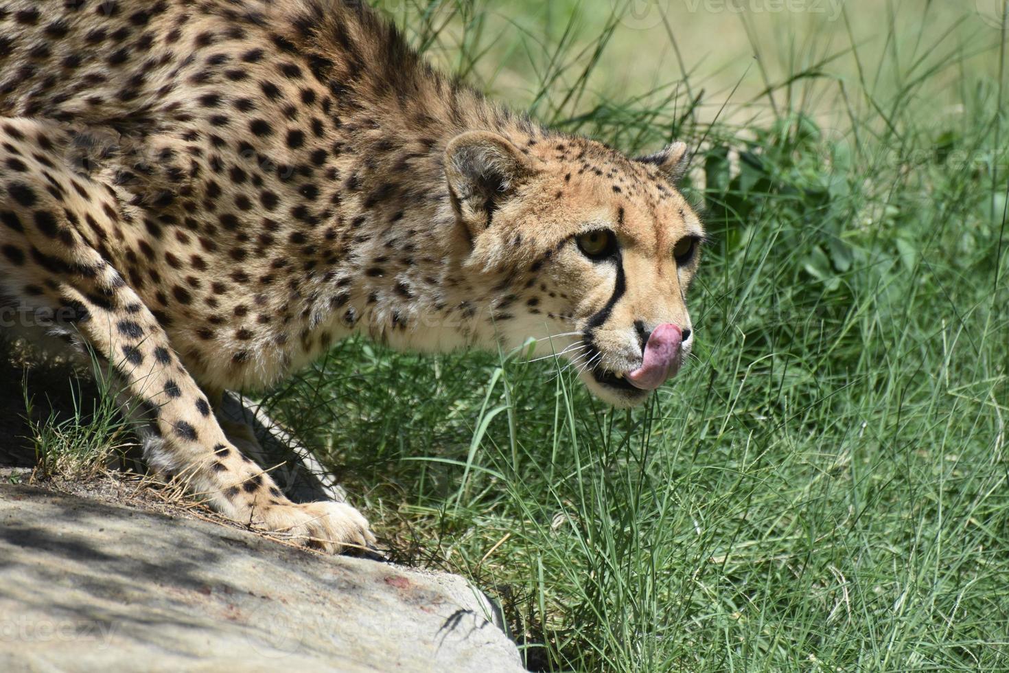 cheetah kat likt zijn neus met zijn roze tong foto