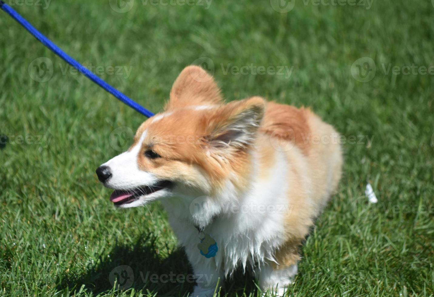 corgi hond aan een blauwe leiband in een grasveld foto