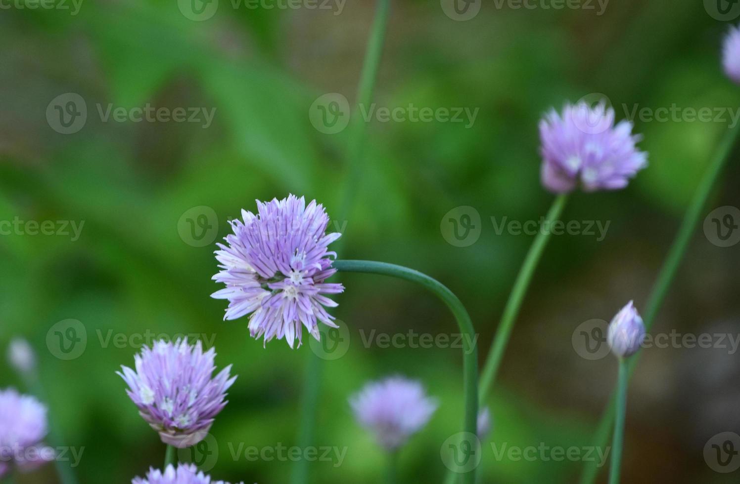 bloeiende paarse bieslook bloeiend in een lentetuin foto