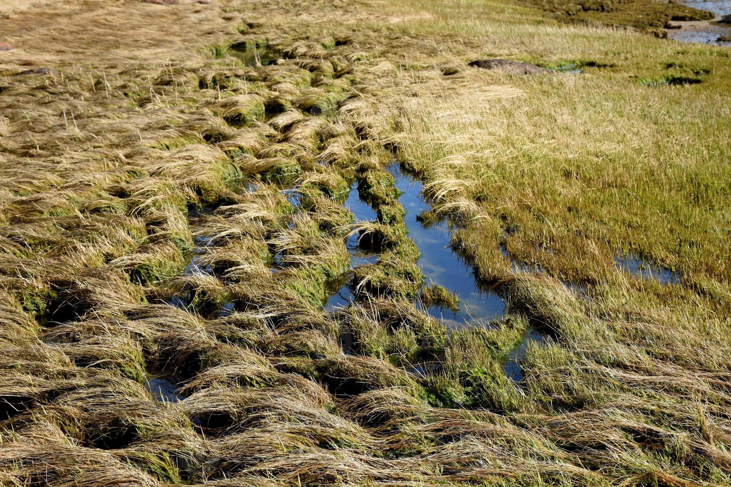 kwelder en zeegrassen langs de kust foto