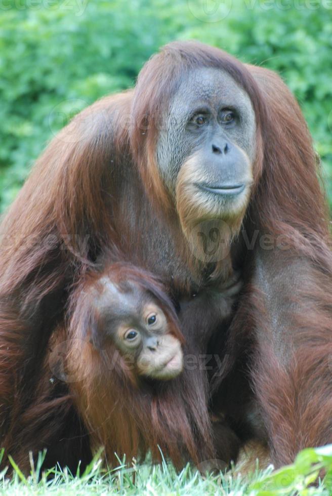 baby orang-oetan klampt zich vast aan zijn moeder foto