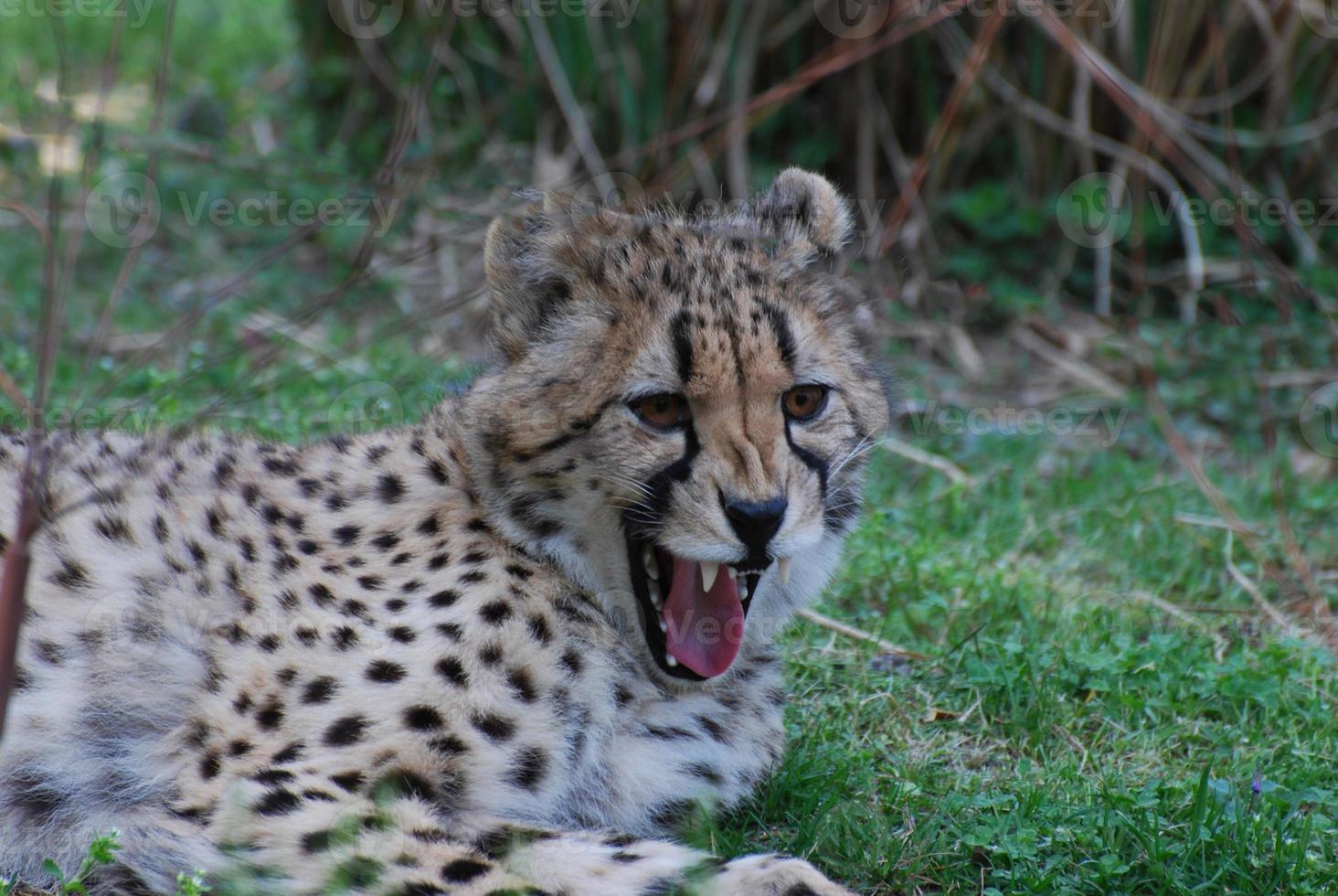 cheetah grommend met zijn mond open foto