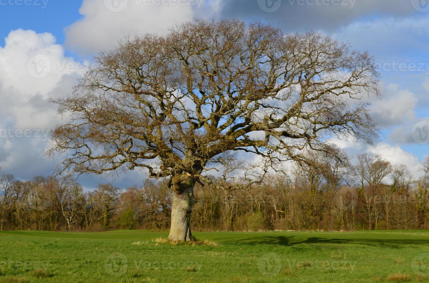 oude boom in de lente in ierland foto