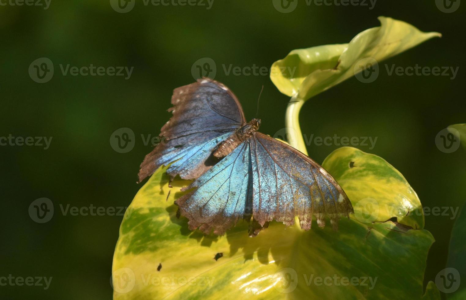 geweldige blauwe morpho-vlinder met geweldig uitziende vleugels open foto