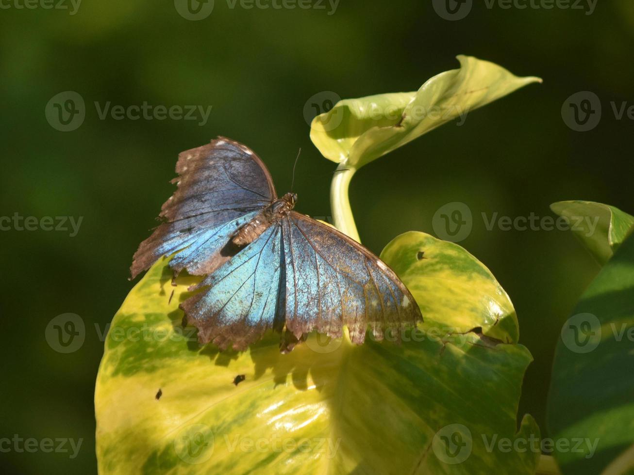 close-up kijken naar een blauwe morpho vlinders vleugels foto