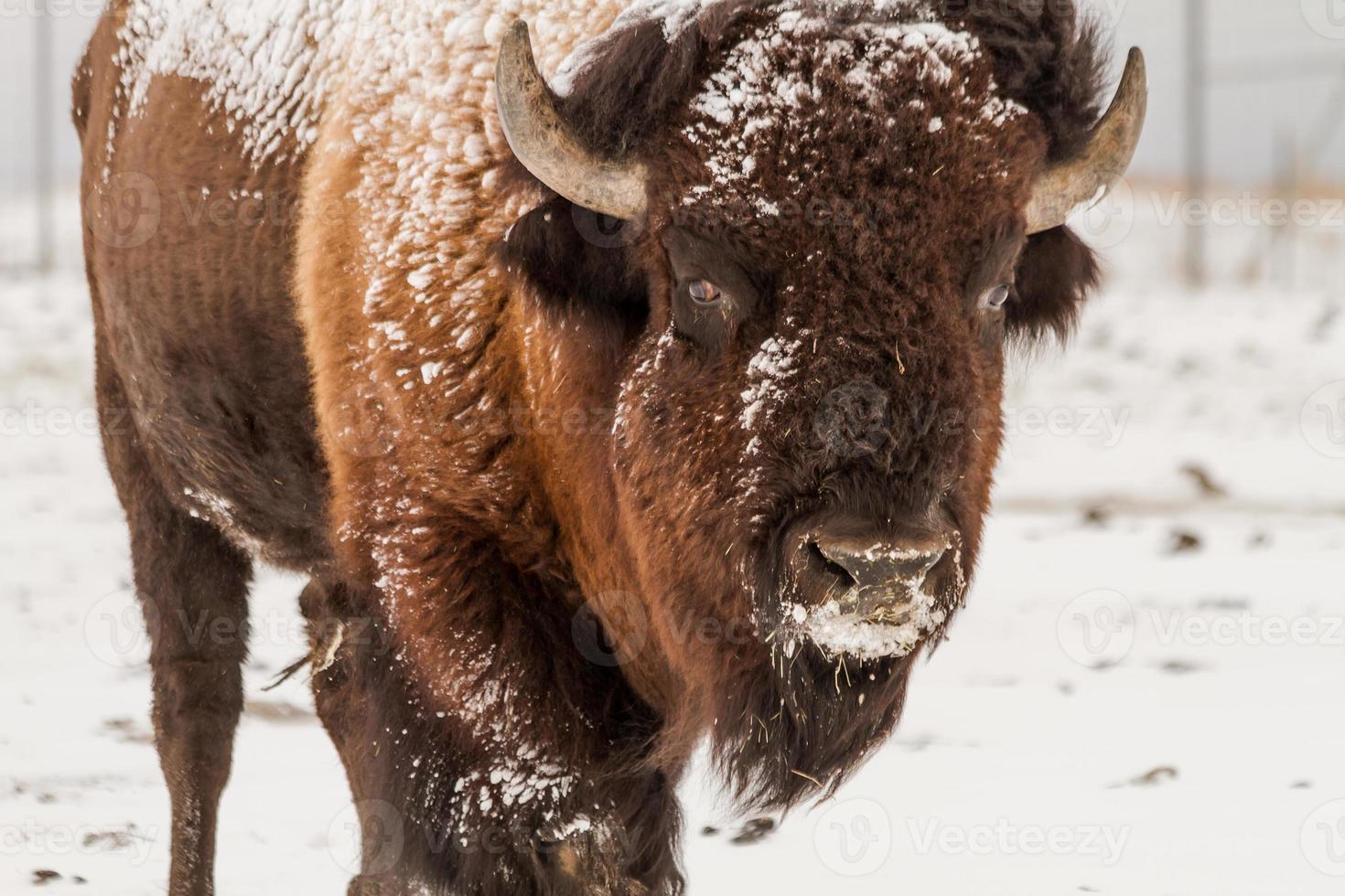 grote mannelijke buffel foto