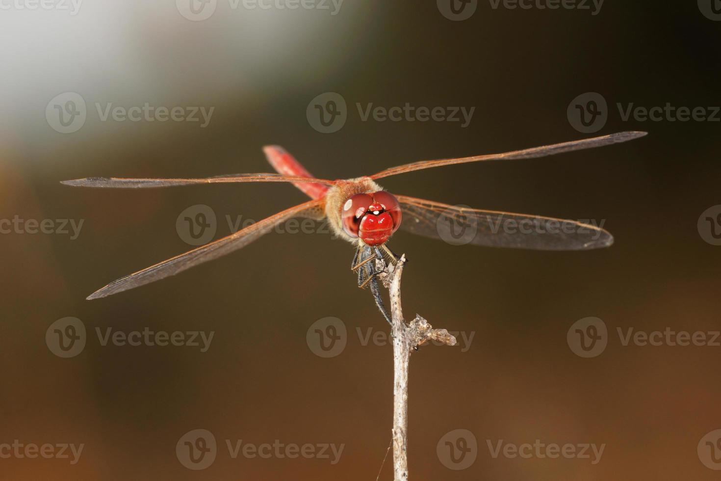 rood geaderde darter - mannelijk foto