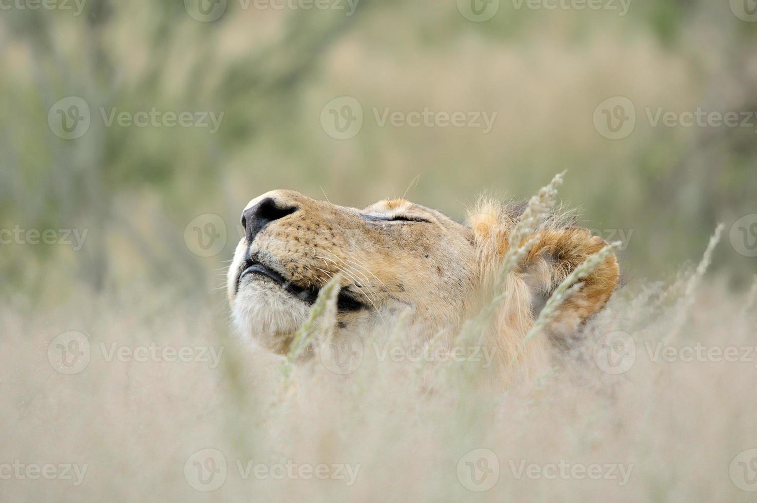 mannetjes leeuw in de kalahari foto