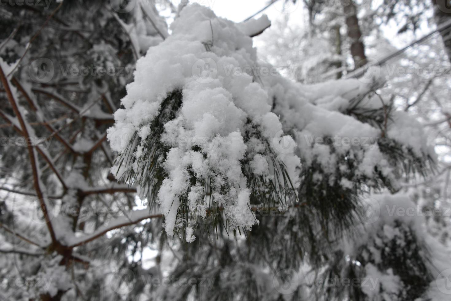 sneeuwcoaten en bedekken van een dennenboom foto