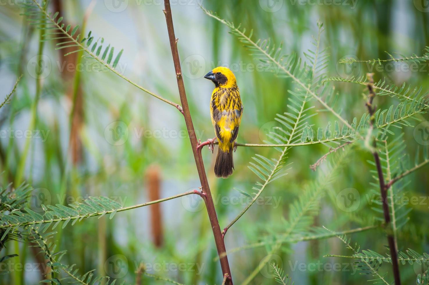 Aziatische gouden wever, mannelijke vogel foto