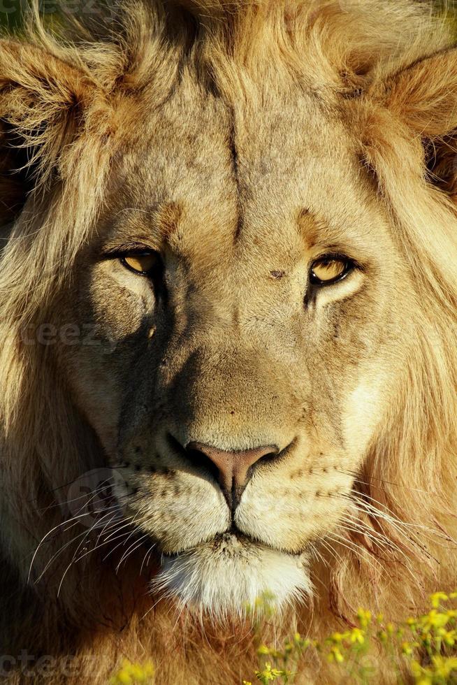 mannetjes leeuw in gouden licht foto