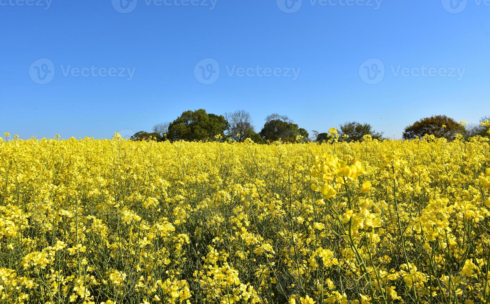 veld vol bloeiend geel koolzaad in engeland foto