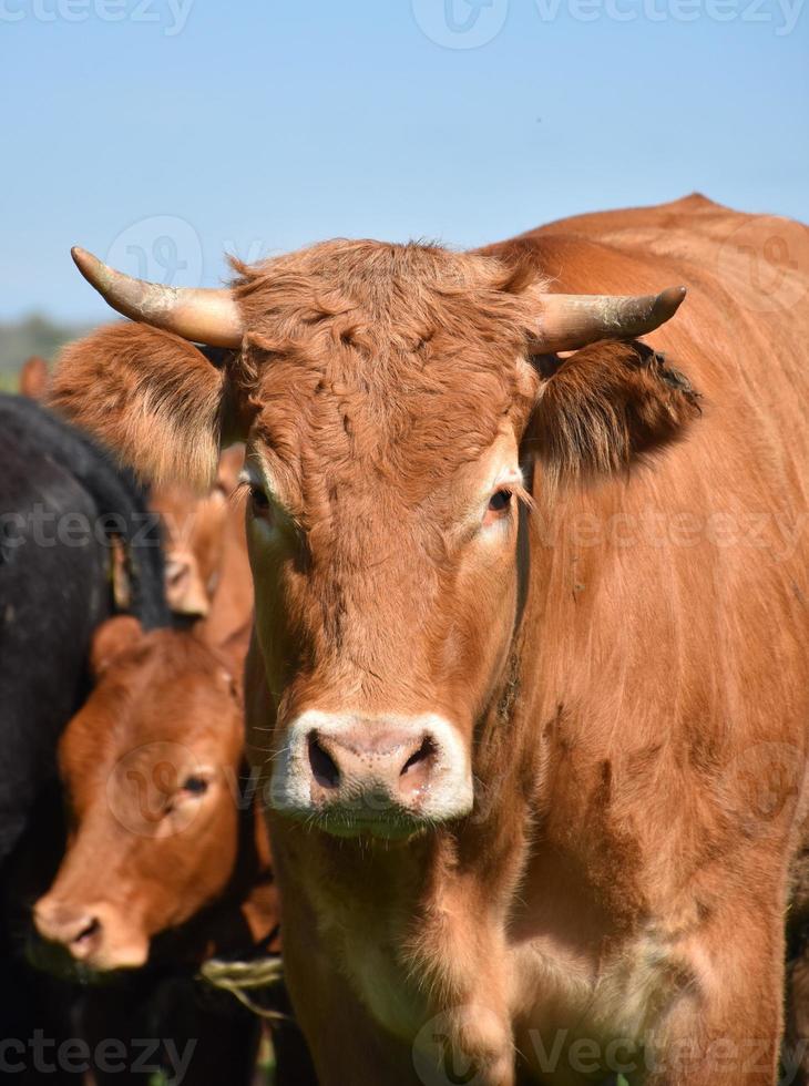 kudde koeien met een bruine stier vooraan foto