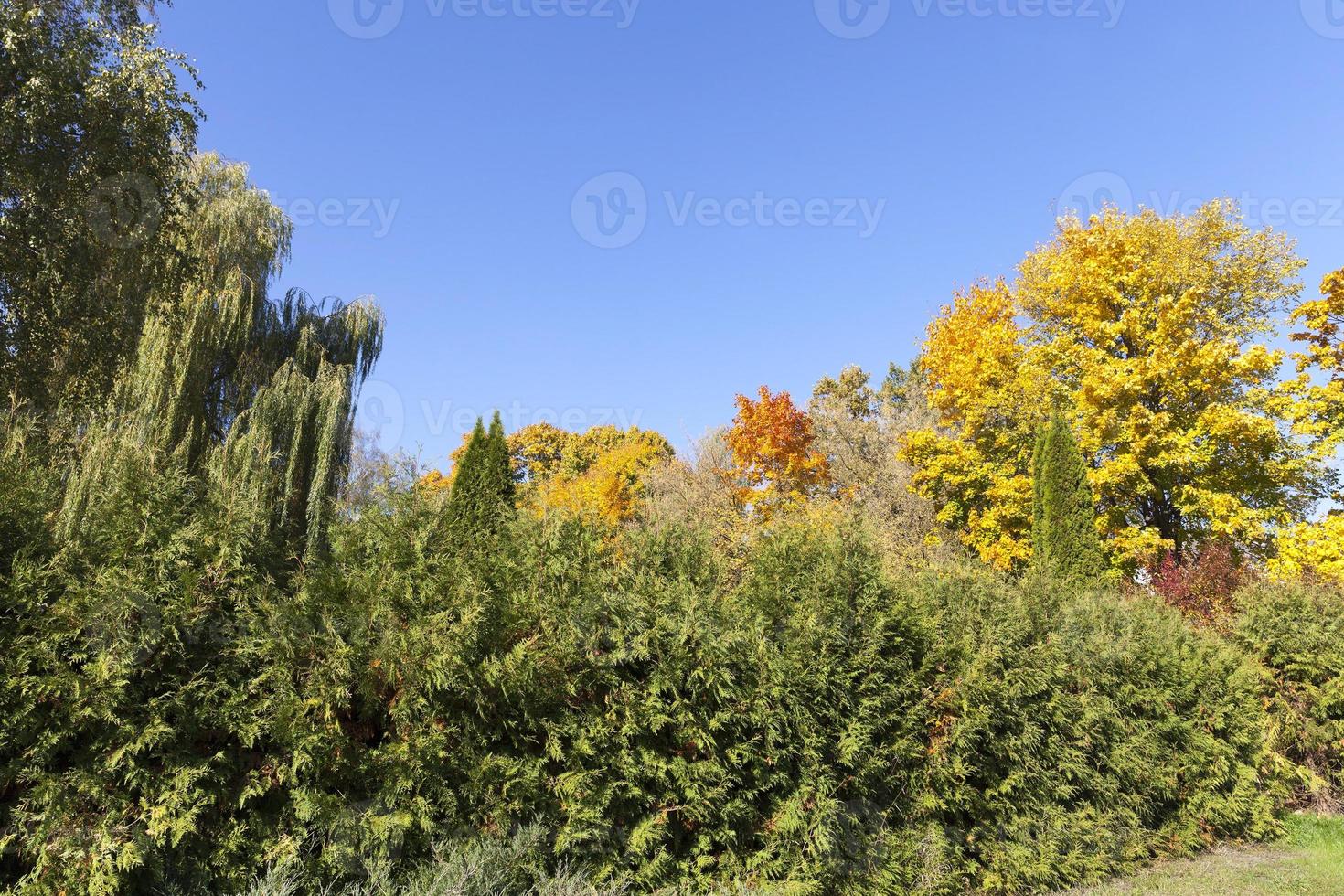 bomen in het herfstseizoen foto