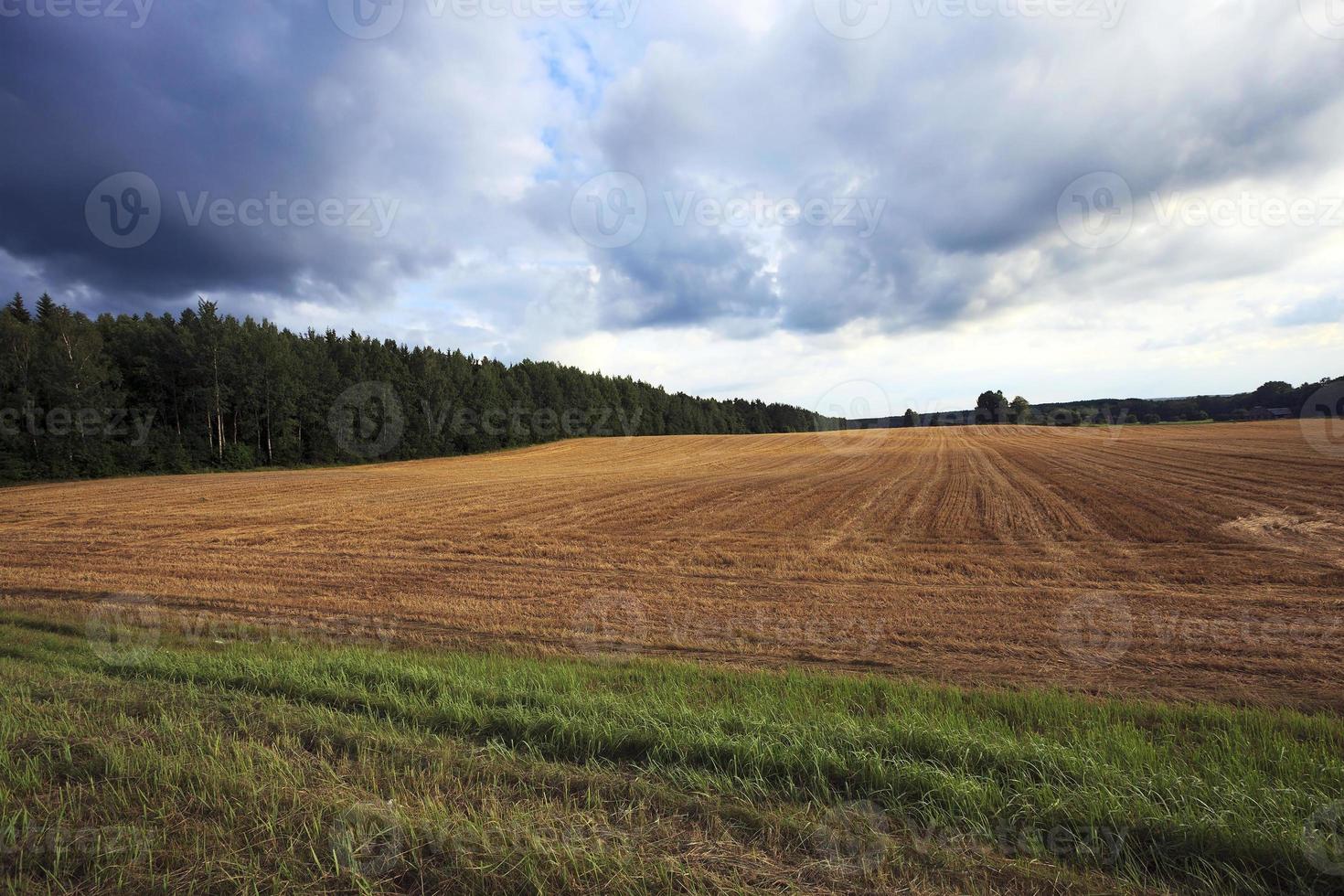 het oogsten van tarwe, granen foto