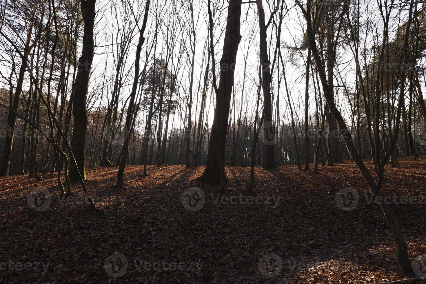 schemering bos herfst foto