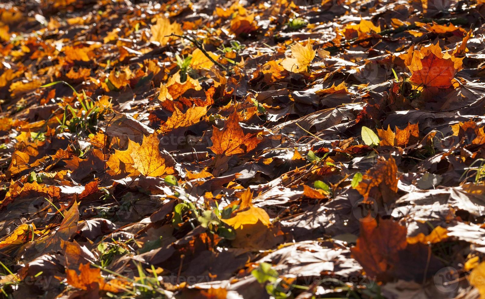 oud gebladerte, close-up foto