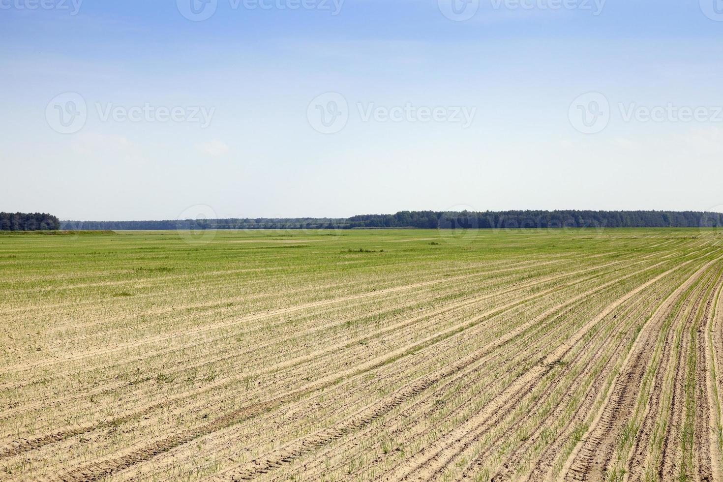 spruiten groene uien foto