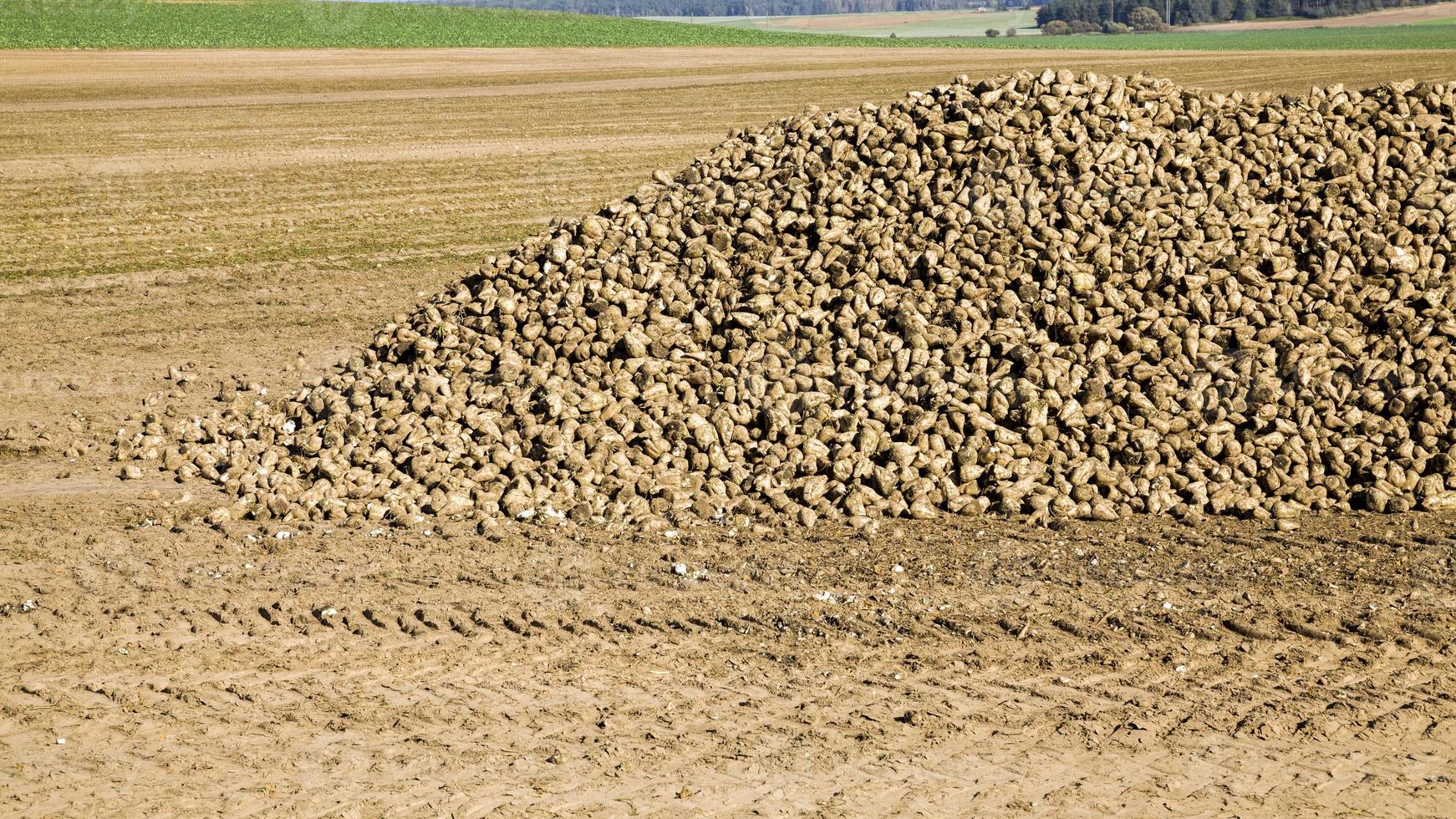 een grote stapel geoogste suikerbieten foto