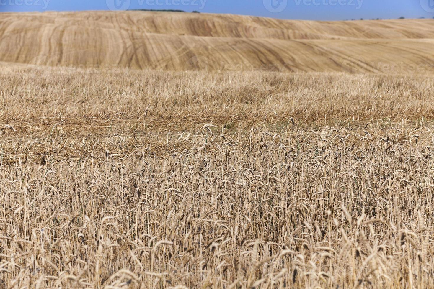 veld na de oogst foto