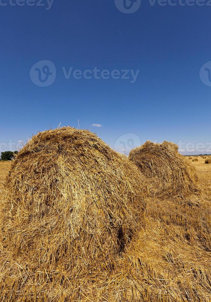 hooibergen stro. zomer foto