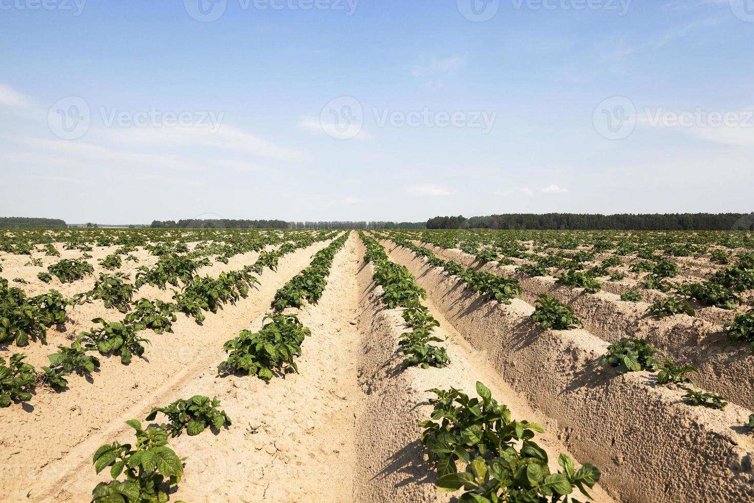 kiemende aardappelen. veld foto