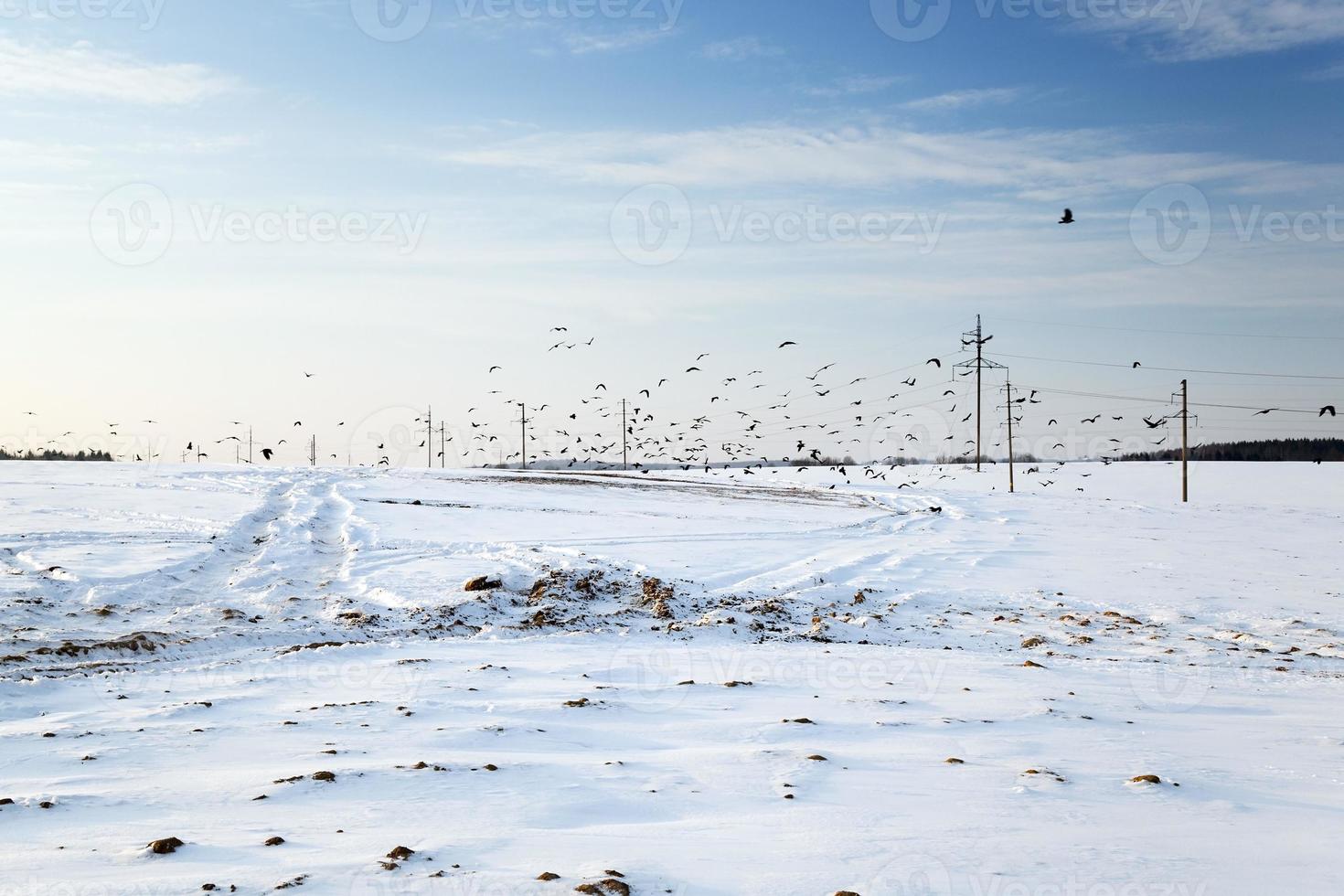 macht polen, veld foto