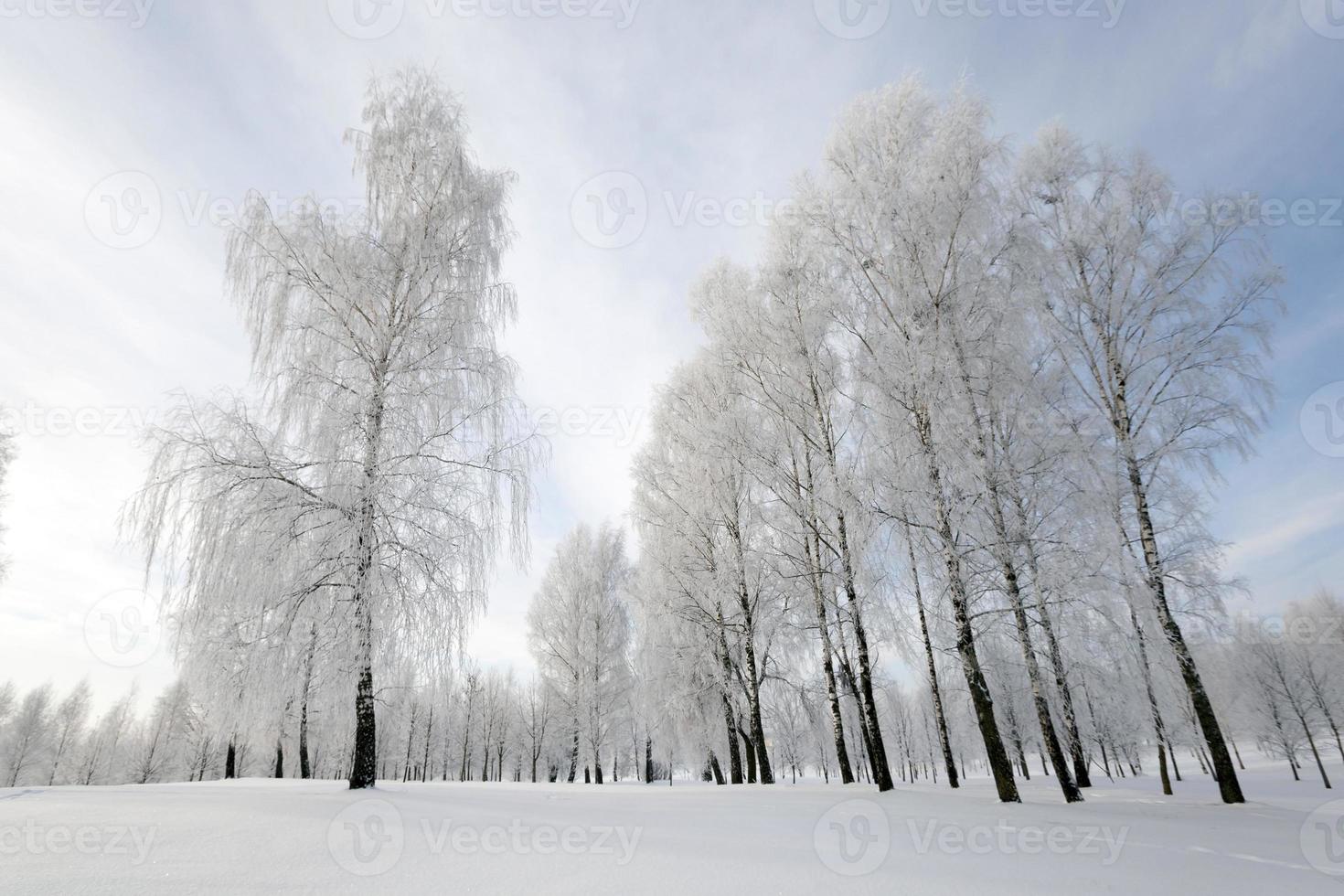 bomen in de winter foto