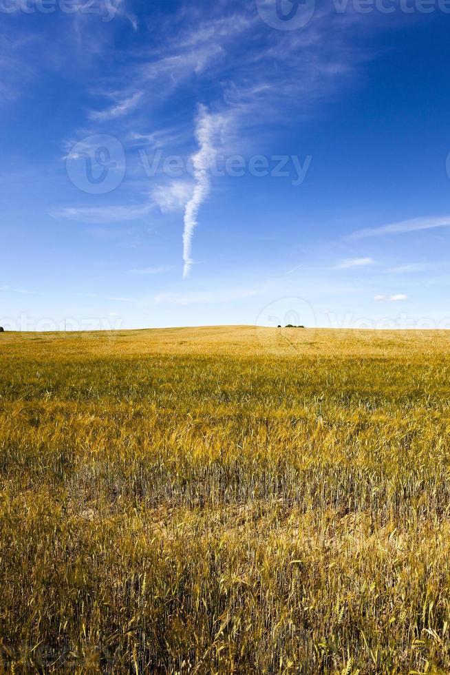 onrijpe granen, veld foto