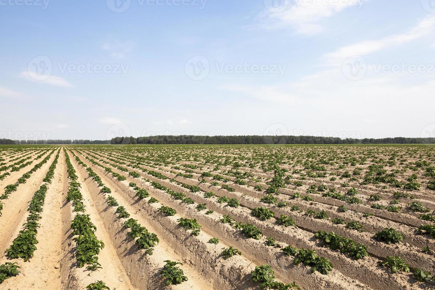 aardappelveld, lente foto